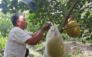 Hậu Giang: Một ông nông dân trồng mít lạ, trái to bự, lãi hơn nửa tỷ mỗi năm, nhiều người muốn đến xem