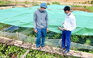 Hà Tĩnh: Nuôi ốc bươu đen la liệt dưới ao bèo, sau 5 tháng thả, trai làng thu cả trăm triệu