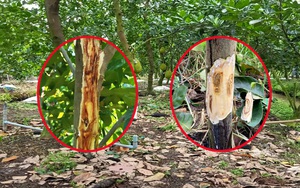 Giá mít Thái hôm nay 5/9: Giá mít tiếp tục tăng, cây mít nứt thân xì mủ vẫn phục hồi được, cho trái bình thường?