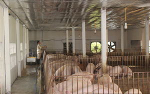 Nghịch lý: Giá lợn hơi giảm, người tiêu dùng vẫn phải mua thịt giá cao, nhập khẩu thịt tăng 112%