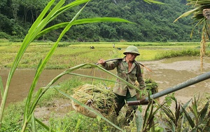 Thanh Hóa: Nông dân vùng giãn cách xã hội muốn đi gặt lúa cần lưu ý những gì?