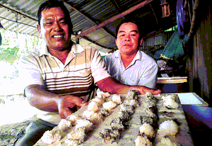 Nghề &quot;làm chơi ăn thiệt&quot; nuôi ốc bươu đen vốn bỏ ra 1 thu về gấp 4 gấp 5, lại chẳng tốn sức chăm