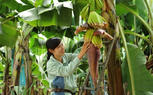120 đầu mối ở Đồng Nai giúp nông dân tiêu thụ hàng trăm tấn nông sản