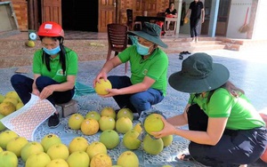 Hội Nông dân Hà Tĩnh giúp nông dân "giải phóng" gần 90 tấn bưởi Phúc Trạch