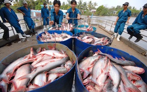 Mexico trở thành thị trường xuất khẩu cá tra lớn nhất của Việt Nam tại Mỹ Latinh