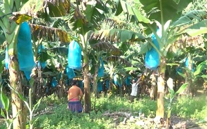 Lào Cai: Nỗ lực hỗ trợ nông dân trồng chuối tiêu thụ nông sản