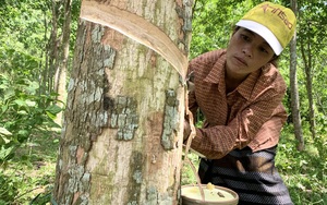 Quảng Bình: Chấm dứt đốn gỗ, săn thú rừng, vợ chồng về nhà trồng cây gì, nuôi con gì mà thu 200 triệu/năm?