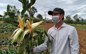 Quảng Ngãi: Ngô sinh khối là giống ngô gì mà nông dân chăm nhàn tênh, thu nhập cao hơn 1,5 lần so với cấy lúa?