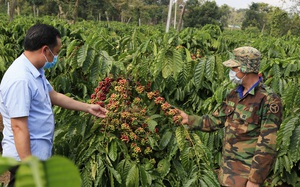 Giá cà phê nhân Đắk Lắk hôm nay: Giá lên xuống thất thường, bón phân hữu cơ cho cây cà phê có lợi ích gì?