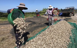 Khánh Hòa: Vùng trồng kiệu lớn nhất tỉnh vào vụ, đào lên toàn củ to mà vẫn thấp thỏm nỗi lo