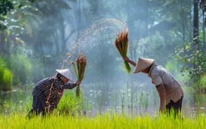 Là cường quốc xuất khẩu gạo, Việt Nam vẫn mua lượng thóc khổng lồ từ Campuchia để làm gì?
