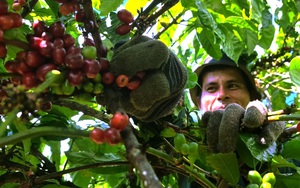 Giá cà phê Robusta Đắk Lắk hôm nay: Tăng nhẹ trở lại, làm thế nào để bảo quản cà phê tốt nhất?