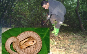 NÓNG: Tìm thấy 2 loài rắn hổ mây mới cực khủng ở Tây Nguyên, Việt Nam có phải là &quot;vương quốc rắn hổ mây&quot;?
