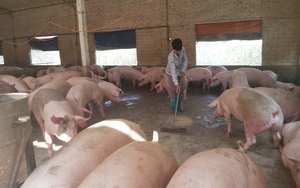 Giá lợn hơi hôm nay 12/1 bật tăng vài giá nhưng thịt nhập vẫn tràn ngập thị trường