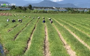 Khánh Hòa: Vùng trồng kiệu lớn nhất tỉnh đang thấp thỏm, lo âu chờ khách tới mua