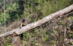 Kon Tum: Những khoảnh rừng bị phá trắng, hàng trăm cây rừng bị đốn hạ