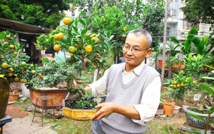 Ghép quất vào gốc &quot;cây thuốc trong nhà&quot; thành cây cảnh, lão nông Thủ đô &quot;cháy hàng&quot; trước Tết