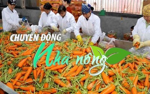 Chuyển động Nhà nông 12/01: Lô cà rốt Hải Dương đầu tiên năm 2022 lên đường sang Hàn Quốc