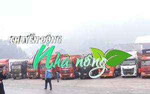 Chuyển động Nhà nông 13/01:Tạm dừng tiếp nhận xe chở hoa quả đến Lạng Sơn từ 17/1