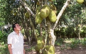 Trồng mít toàn những cây ra trái to, bự, ông nông dân tỉnh Gia Lai năm nào cũng &quot;đút túi&quot; 300 triệu