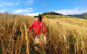 Người Raglai ở tỉnh Khánh Hòa hàng trăm năm qua vẫn giữ giống một loại lúa quen ví như "ngọc trời"