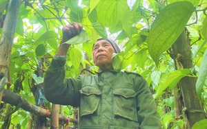 Dòng họ Phạm Công ở Hà Tĩnh nổi tiếng với nghề trồng thứ cây leo giàn, hái lá "tiến Vua"