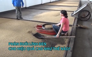 Phân ruồi lính đen cho hiệu quả cao như thế nào?