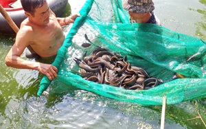 Nuôi loài cá đặc sản ví như nuôi &quot;nhân sâm nước&quot;, ở vùng đất này của Tây Ninh, nhà nào nuôi nhà đó giàu