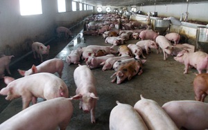 &quot;Đại gia&quot; nuôi lợn miền Bắc bỏ túi 827 tỷ đồng, sắp xây nhà máy vaccine, khu nuôi lợn giống 278 tỷ