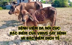 Bệnh viêm da nổi cục: Đặc điểm của vi rút gây bệnh và đặc điểm dịch tễ