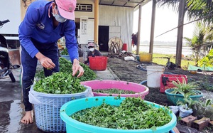 Bạc Liêu: Cả xóm trồng thứ rau trước chỉ mọc hoang dại mà ngày nào cũng được thu tiền