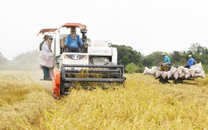 Tại sao giá lúa gạo tăng nhưng nông dân vẫn chẳng lời lãi là bao?