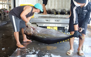 Ra biển đánh bắt trúng loại cá ngừ to, bự gì mà nông dân Khánh Hòa thu về hàng trăm triệu đồng?