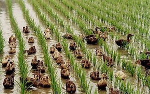 Video: Độc đáo mô hình nuôi vịt kết hợp trồng lúa