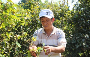 Vùng đất này trồng mai vàng khắp ngõ, xưa nông dân gieo hạt cho đỡ nhớ quê, ai ngờ nay bán lại có giá