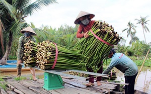 Chuyện lạ Hậu Giang: Nông dân ra sông vớt lục bình, bán được cả rễ bèo