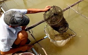 Tiền Giang: Ương nuôi dày đặc “nhân sâm nước” dưới ao, cá bé tí đã có người mua, ông nông dân phát tài