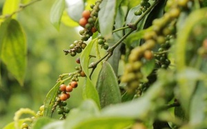 Giá nông sản hôm nay 2/1: Tiêu tăng 2.000 đồng/kg trong tuần; cà phê ổn định