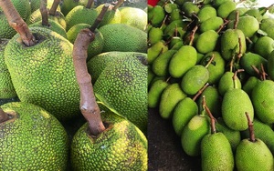 Giá mít Thái hôm nay 2/1: Cách bán mít chợ kiểu mới, vì sao trái mít chợ không phải vạt đầu bôi vôi?