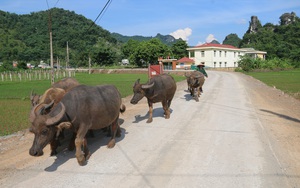 Nông thôn Tây Bắc: Xã nghèo vùng cao đổi thay nhờ  Nông thôn mới