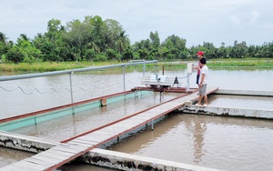 Sóc Trăng: "Liều" bỏ tiền tỷ "đào sông trong ruộng" nuôi cá đặc sản, bất ngờ bắt 60 tấn, ai đến xem cũng trầm trồ