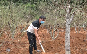 Thái Nguyên: Vườn trồng cây cảnh xen canh, tết đến năm nào cũng bán nhanh như tôm tươi