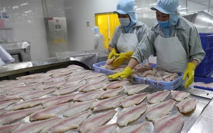 Ông Trương Đình Hòe: Xuất khẩu cá tra sẽ đạt 1,7 tỷ USD năm 2022
