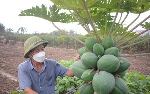 Nông sản phục vụ Tết Nguyên đán 2022: Đem mía tím, đu đủ bonsai vào chậu, nhà vườn "cháy" hàng