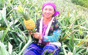 Điện Biên: Loại quả đặc sản lắm mắt đếm không xuể, ruột màu vàng ươm giúp nông dân lên đời