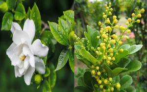 4 cây cảnh được mệnh danh là &quot;bình giấm&quot;, nhỏ vài giọt hoa lá xanh tươi quanh năm