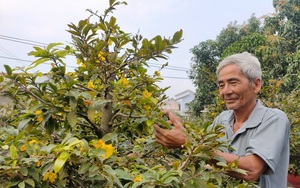 Trồng các loại mai Tết gì mà cây nào cũng hoa to, nhiều cánh, nông dân Bình Dương chắc chắn bán có lời?