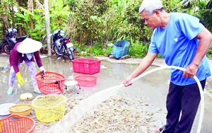 Trúng mùa tôm càng xanh nuôi trong ruộng lúa, nhà nông phấn khởi đón tết