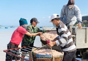 Quảng Ngãi: Hàng trăm ghe, thuyền vớt trúng "lộc biển" đỏ au, cá khoai tươi rói, bán được giá