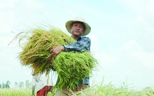 Một nông sản thế mạnh của Việt Nam tỏa hương thơm ngát ở trời Âu